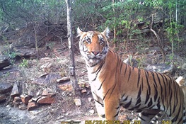 New WCS Study Says Urbanization May Hold Key to Tiger Survival